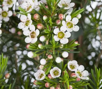 Chamelaucium uncinatum 'Snow Flake' Chamelaucium uncinatum 'Snow Flake'