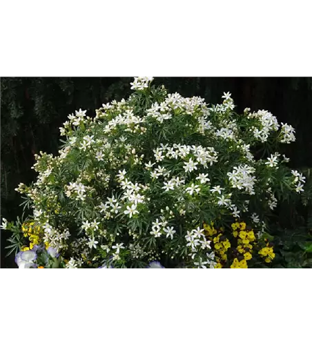 Choisya ternata 'White Dazzler'