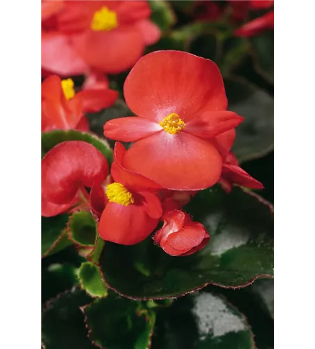 Begonia semp. 'Eureka Scarlet'