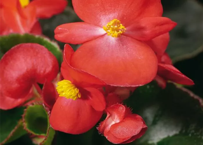 Begonia semp. 'Eureka Scarlet'