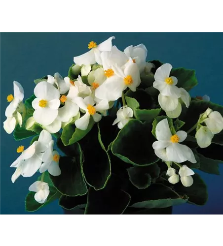 Begonia semp. 'Eureka White'