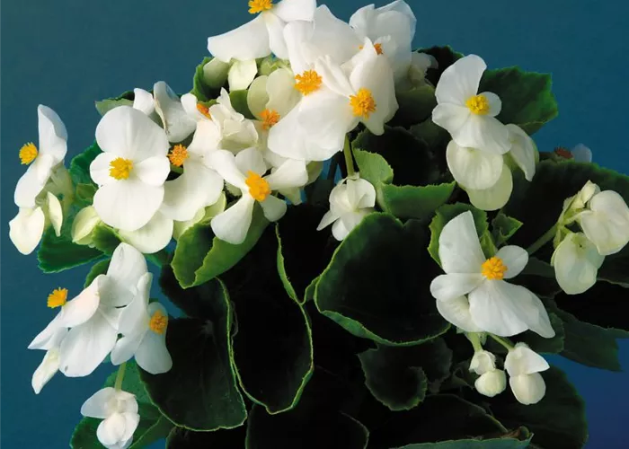 Begonia semp. 'Eureka White'