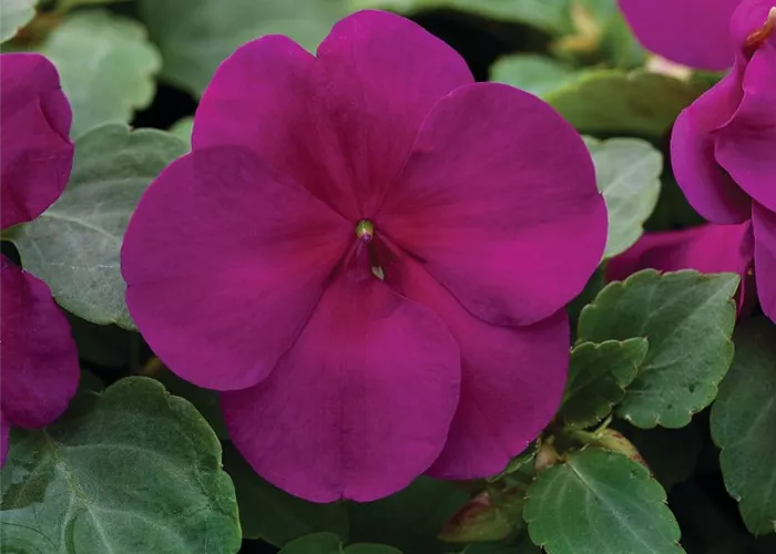 Impatiens walleriana 'Xtreme Violet'