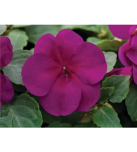 Impatiens walleriana 'Xtreme Violet'
