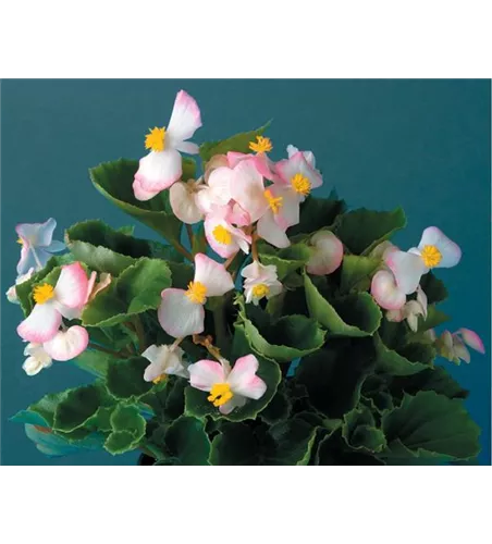 Begonia semperflorens 'Eureka Bicolor'