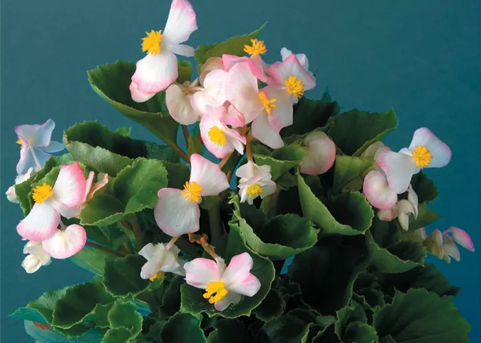 Begonia semperflorens 'Eureka Bicolor'
