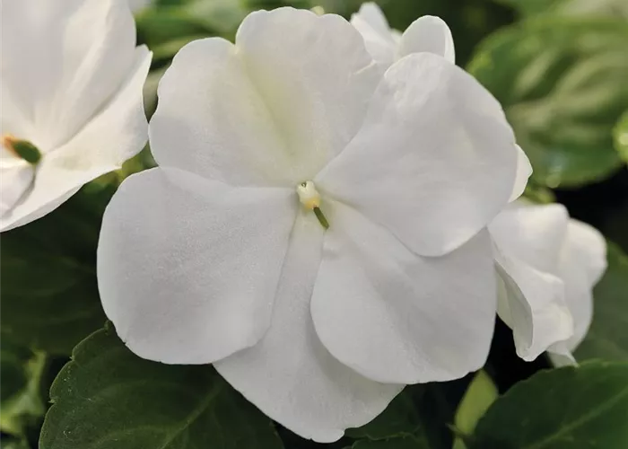 Impatiens walleriana 'Xtreme White'
