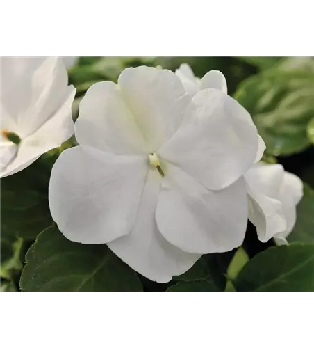 Impatiens walleriana 'Xtreme White'