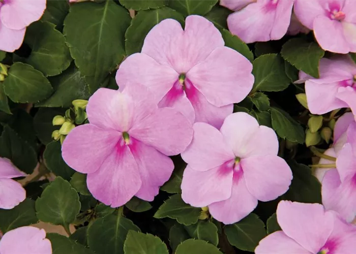 Impatiens walleriana Xtreme Lavender'