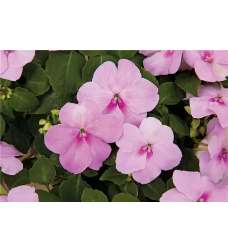 Impatiens walleriana Xtreme Lavender'