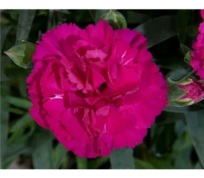 Dianthus caryophyllus 'Colores® Beso' 