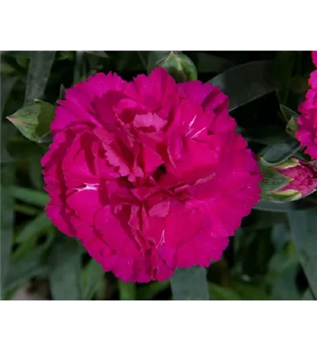 Dianthus caryophyllus 'Colores® Beso' 