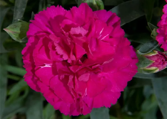 Dianthus caryophyllus 'Colores® Beso' 