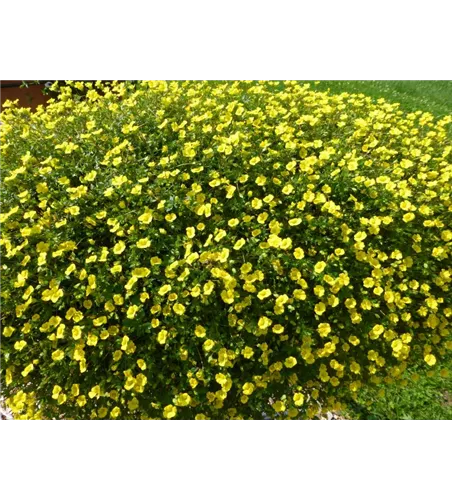 Mecardonia 'Gold Dust'