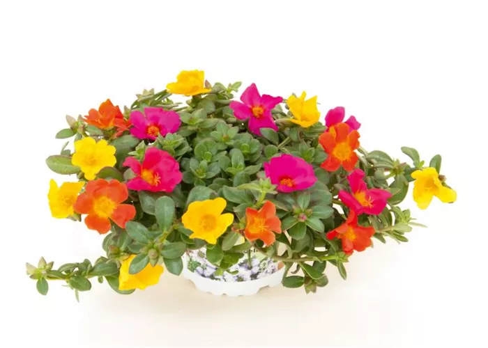 Trixi® Portulaca oleracea 'Sindbad' Trixi® Portulaca oleracea 'Sindbad'