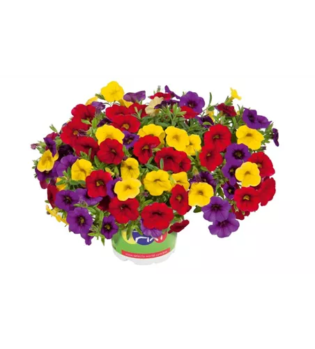 Trixi® Calibrachoa 'Bolero'