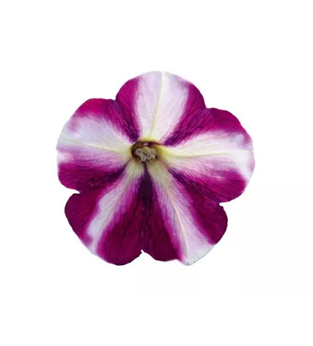 Petunia 'Famous Swirl® Raspberry'