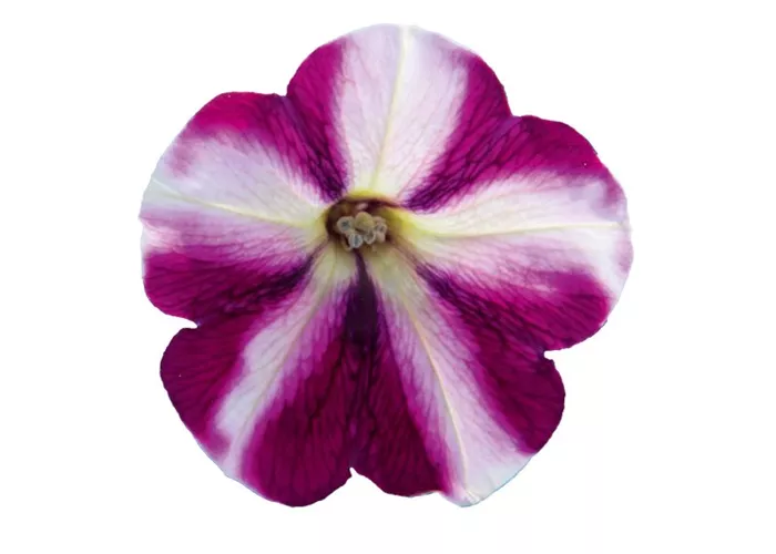 Petunia 'Famous Swirl® Raspberry'