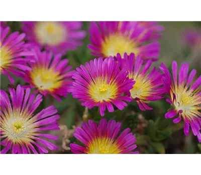 Delosperma Wheels of Wonder® 'Hot Pink'