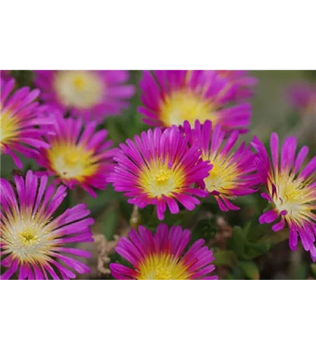 Delosperma Wheels of Wonder® 'Hot Pink'
