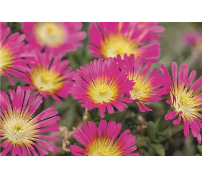 Delosperma Wheels of Wonder® 'Hot Pink'