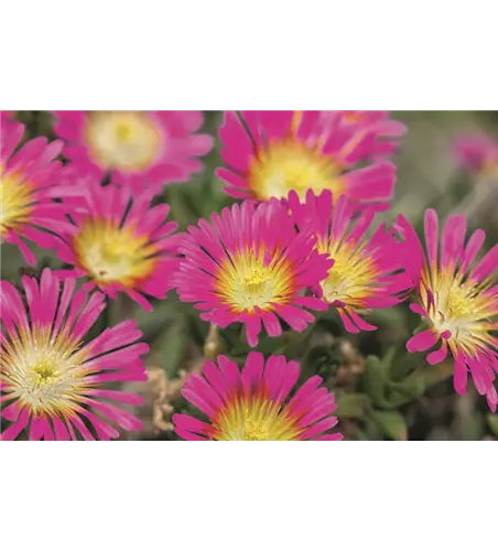 Delosperma Wheels of Wonder® 'Hot Pink'
