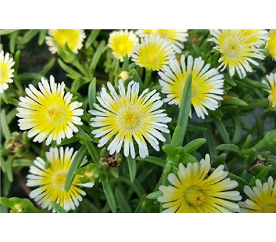 Delosperma Wheels of Wonder® 'Limoncello