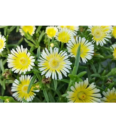 Delosperma Wheels of Wonder® 'Limoncello