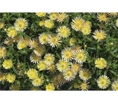 Delosperma Wheels of Wonder® 'Limoncello