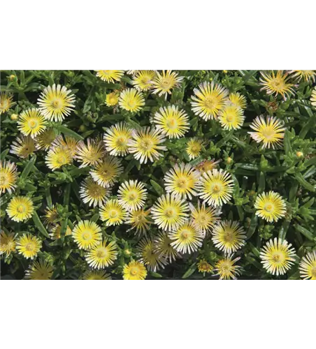 Delosperma Wheels of Wonder® 'Limoncello
