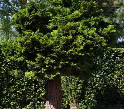 Chamaecyparis 'Nana Gracilis', Stamm