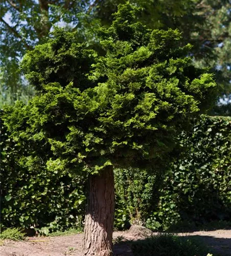 Chamaecyparis 'Nana Gracilis', Stamm