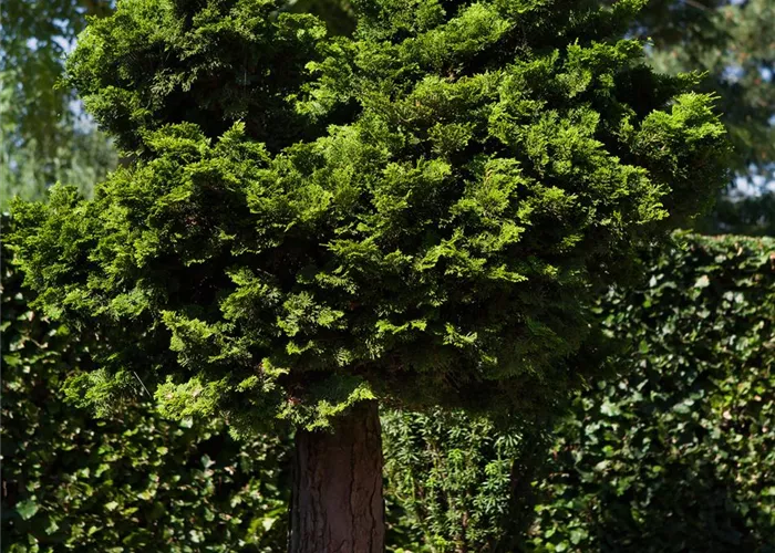 Chamaecyparis 'Nana Gracilis', Stamm Chamaecyparis 'Nana Gracilis', Stamm