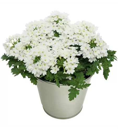 Verbena 'Drums® White'