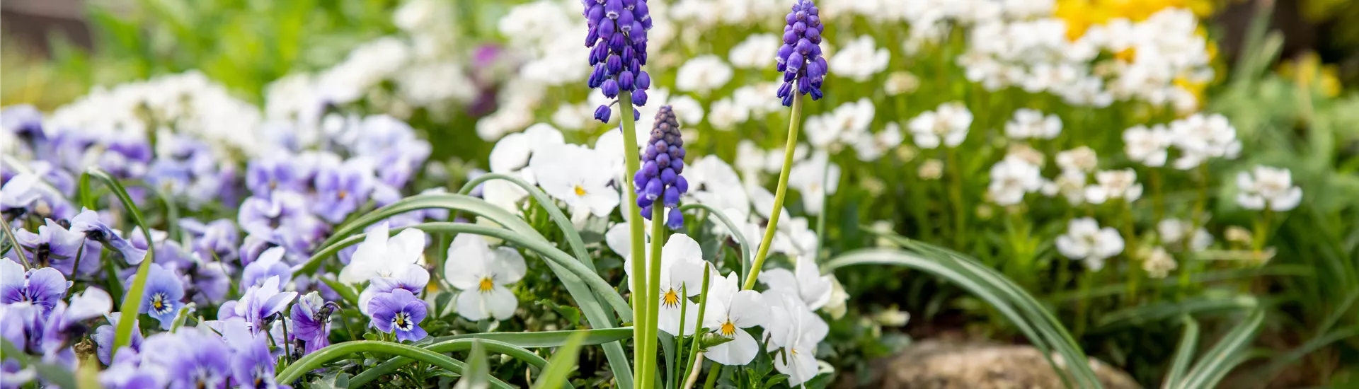 Grabgestaltung - Bepflanzung