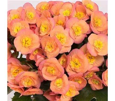 Begonia elatior 'Belove Peach'