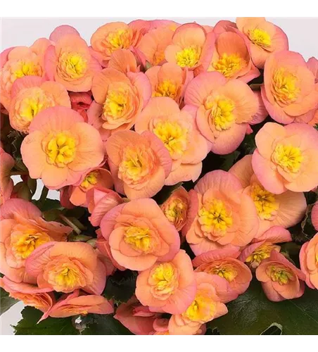 Begonia elatior 'Belove Peach'