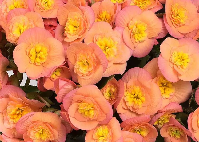 Begonia elatior 'Belove Peach'