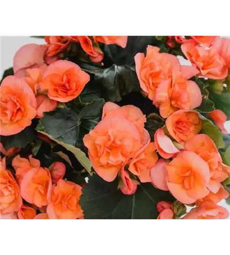 Begonia elatior 'Belove Peach'