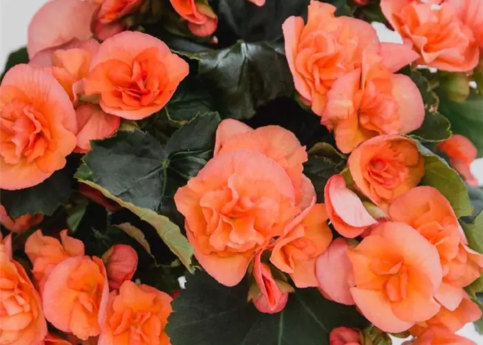 Begonia elatior 'Belove Peach'