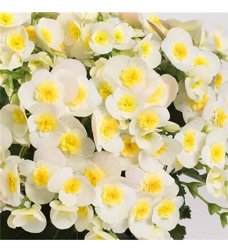 Begonia elatior 'Valentino White'