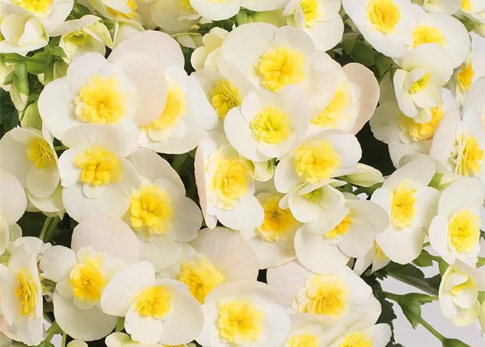 Begonia elatior 'Valentino White'