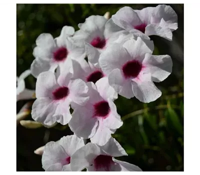 Pandorea jasminoides, Pyramide Pandorea jasminoides, Pyramide