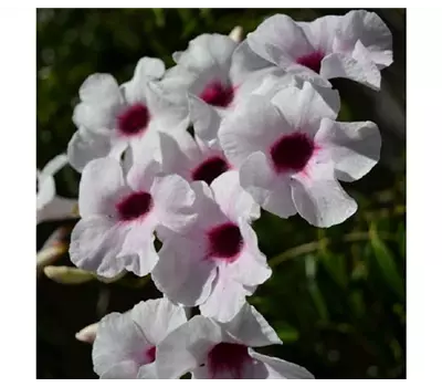 Pandorea jasminoides, Pyramide