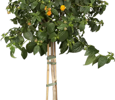 Lantana camara, Stamm, orange Lantana camara, Stamm, orange