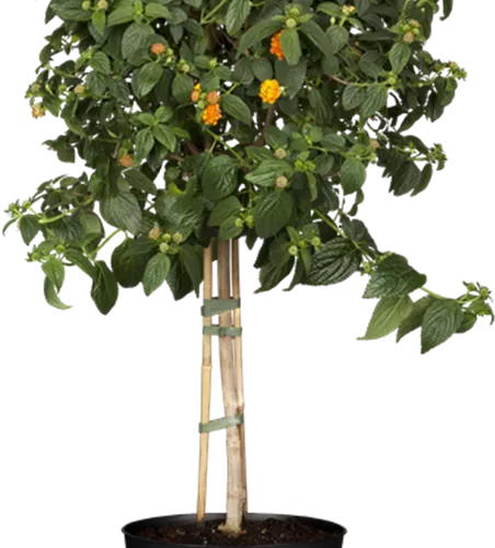 Lantana camara, Stamm, orange