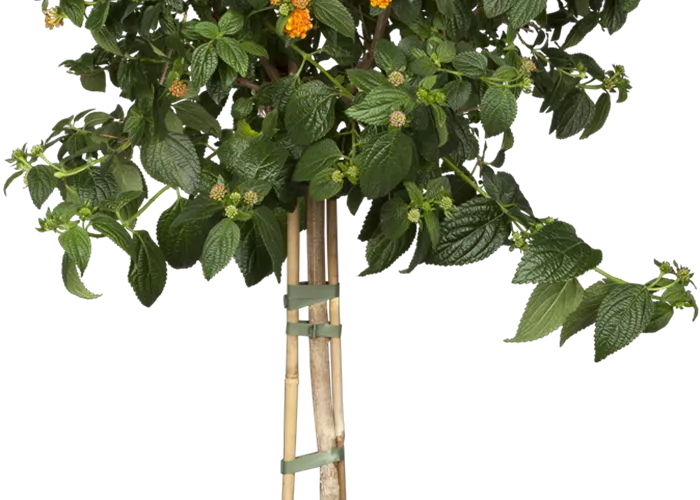 Lantana camara, Stamm, orange