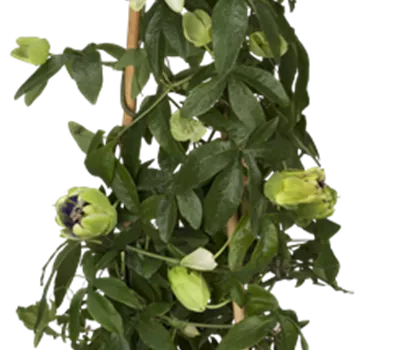 Passiflora caerulea, Pyramide Passiflora caerulea, Pyramide