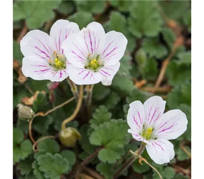 Erodium x variabile 'Bishop White' 