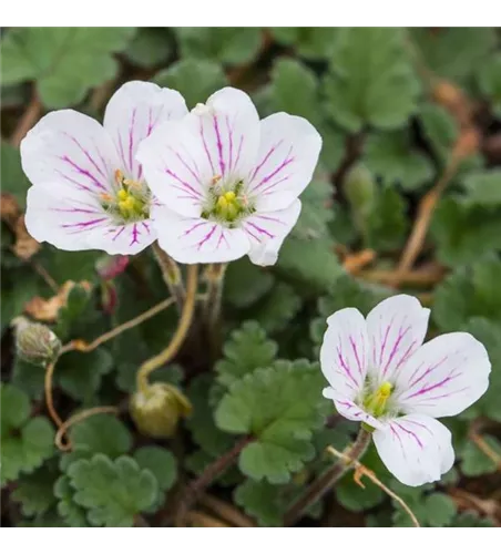 Erodium x variabile 'Bishop White' 